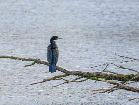 Vögel 0207012